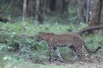 Wilpattu National Park 4th to 7th March 2023