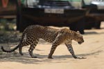 Wilpattu National Park 4th to 7th March 2023