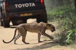 Wilpattu National Park 4th to 7th March 2023