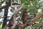 Wilpattu National Park 4th to 7th March 2023