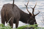 Wilpattu National Park 4th to 7th March 2023