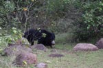Wilpattu National Park 4th to 7th March 2023