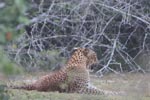 Wilpattu National Park 4th to 7th March 2023