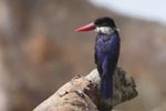 Wilpattu National Park 4th to 7th March 2023