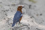 Wilpattu National Park 4th to 7th March 2023
