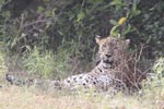 Wilpattu National Park 4th to 7th March 2023