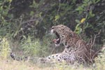 Wilpattu National Park 4th to 7th March 2023