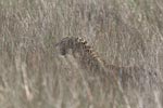 Wilpattu National Park 4th to 7th March 2023