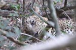 Wilpattu National Park 4th to 7th March 2023