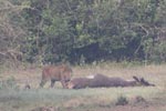 Wilpattu National Park 4th to 7th March 2023