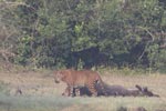 Wilpattu National Park 4th to 7th March 2023