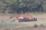 Wilpattu National Park 4th to 7th March 2023