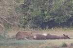 Wilpattu National Park 4th to 7th March 2023