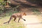 Wilpattu National Park 4th to 7th March 2023