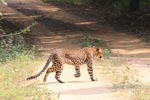 Wilpattu National Park 4th to 7th March 2023