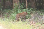 Wilpattu National Park 4th to 7th March 2023