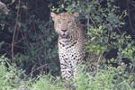 Wilpattu National Park 4th to 7th March 2023