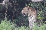 Wilpattu National Park 4th to 7th March 2023