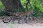 Wilpattu National Park 4th to 7th March 2023