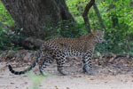 Wilpattu National Park 4th to 7th March 2023