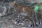 Wilpattu National Park 4th to 7th March 2023