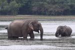 Wilpattu National Park 4th to 7th March 2023
