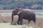 Wilpattu National Park 4th to 7th March 2023
