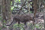 Wilpattu National Park 4th to 7th November  2022