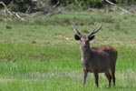 Wilpattu National Park 4th to 7th November  2022