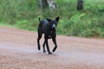 Wilpattu National Park 4th to 7th November  2022