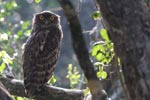 Wilpattu National ParkPark 04th february 2020