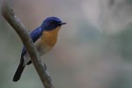 Wilpattu National ParkPark 04th february 2020