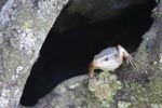 Wilpattu National ParkPark 04th february 2020