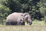 Wilpattu National ParkPark 04th february 2020