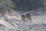 Wilpattu National ParkPark 04th february 2020