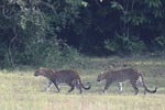 Wilpattu National ParkPark 04th february 2020