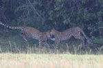 Wilpattu National ParkPark 04th february 2020