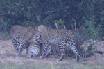 Wilpattu National ParkPark 04th february 2020