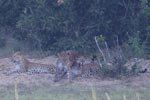 Wilpattu National ParkPark 04th february 2020