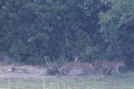 Wilpattu National ParkPark 04th february 2020