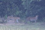 Wilpattu National ParkPark 04th february 2020