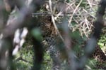 Wilpattu National ParkPark 04th february 2020