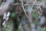 Wilpattu National ParkPark 04th february 2020