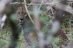 Wilpattu National ParkPark 04th february 2020