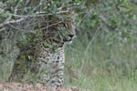 Wilpattu National ParkPark 04th february 2020