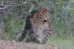 Wilpattu National ParkPark 04th february 2020