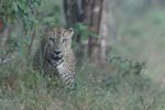 Wilpattu National ParkPark 04th february 2020