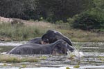 Wilpattu National ParkPark 04th february 2020