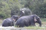 Wilpattu National ParkPark 04th february 2020