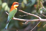 Wilpattu National ParkPark 04th february 2020